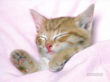 Cat Painting - sleepy cat in bed